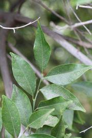              Shade leaves (Riverside, CA)       