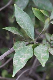             Shade leaves (Riverside, CA)       
