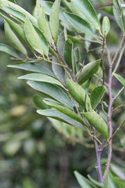              Sun leaves (Riverside, CA)       