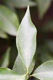              Unifoliolate leaf (Riverside, CA)       