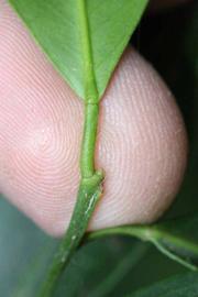              Petiole (Riverside, CA)       