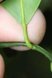              Petiole (Riverside, CA)       