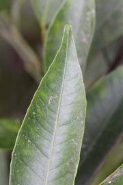              Margin (Riverside, CA)       