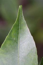              Margin (Riverside, CA)       