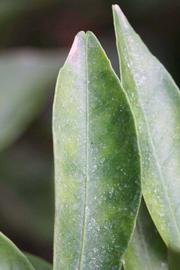              Margin (Riverside, CA)       