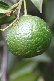            Immature fruit (Riverside, CA)   
