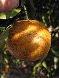            Fruit (Winter Haven, FL)   