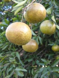            Fruit (Winter Haven, FL)   