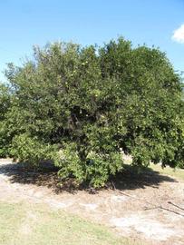              Habit (Winter Haven, FL)       