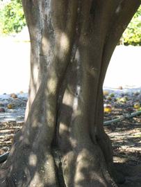              Bark (Winter Haven, FL)       