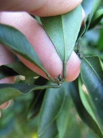              Petiole (Winter Haven, FL)       