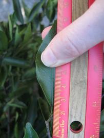              Unifoliolate leaf (Winter Haven, FL)       