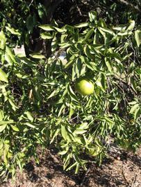            Sun leaves (Winter Haven, FL)   