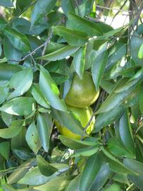            Shade leaves (Winter Haven, FL)   