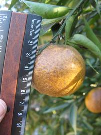            Fruit (Winter Haven, FL)   