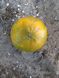            Fruit (Winter Haven, FL)   