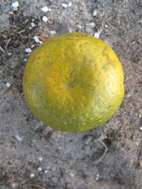            Fruit (Winter Haven, FL)   