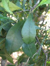               Shade leaves (Willowleaf, Winter Haven,   FL)   