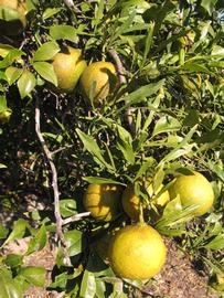              Sun leaves (Willowleaf, Winter Haven,   FL)   