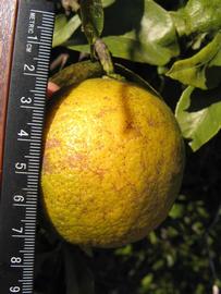               Fruit (Willowleaf, Winter Haven, FL)   