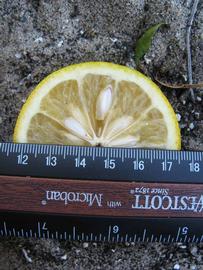               Fruit (Willowleaf, Winter Haven, FL)   