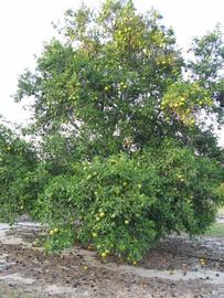                 Habit (Willowleaf, Winter Haven,   FL)       