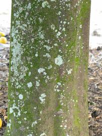                 Bark (Willowleaf, Winter Haven, FL)       