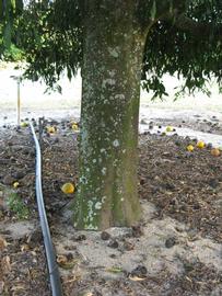                 Bark (Willowleaf, Winter Haven, FL)       