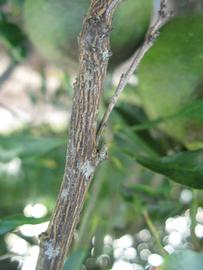                 Second - third year twig (Willowleaf, Winter Haven,   FL)       