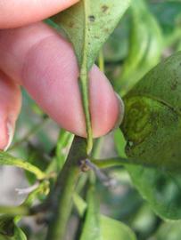                 Petiole (Willowleaf, Winter Haven,   FL)       