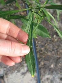               Unifoliolate leaf (Willowleaf, Winter Haven,   FL)   