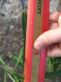               Unifoliolate leaf (Willowleaf, Winter Haven,   FL)   