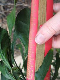               Unifoliolate leaf (Willowleaf, Winter Haven,   FL)   