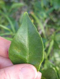               Margin (Willowleaf, Winter Haven, FL)       