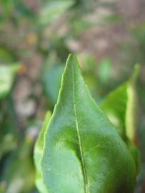               Margin (Willowleaf, Winter Haven,   FL)   