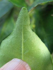               Margin (Willowleaf, Winter Haven,   FL)   