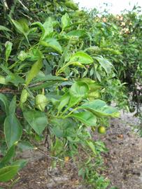              Sun leaves (Willowleaf, Winter Haven,   FL)   