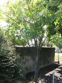            Habit (Winter Haven, FL)   