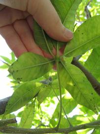            Petiole (Winter Haven, FL)   