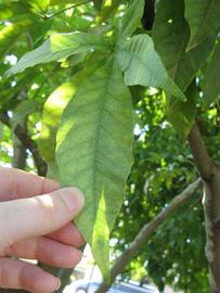            Leaflet (Winter Haven, FL)   