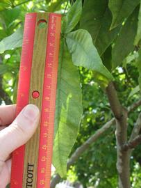            Shade leaves (Winter Haven, FL)   