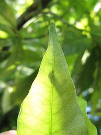              Margin (Winter Haven, FL)       