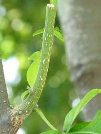            Second - third year twig (Winter Haven, FL)   