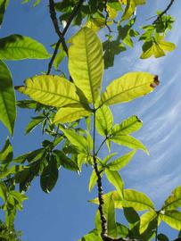            Compound leaf (Winter Haven, FL)   