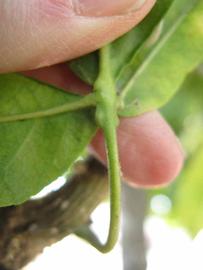              Petiole (Winter Haven, FL)       