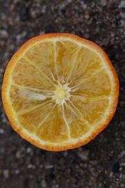              Fruit cross-section of  Citrus reshni      x  Poncirus   trifoliata          (X639 [citrandarin], Riverside,   CA)       