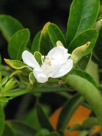              Flower (Riverside, CA)       