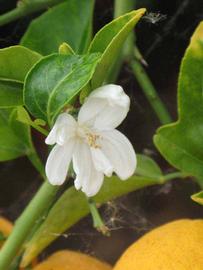              Flower (Riverside, CA)       