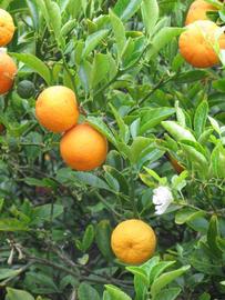            Fruit (Riverside, CA)   