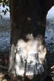            Bark (Riverside, CA)   